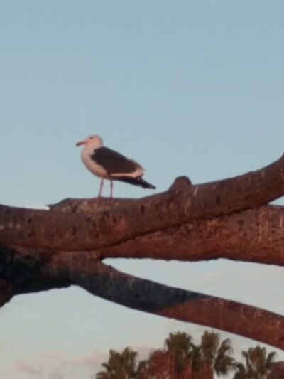 Kellogg Park - La Jolla, CA