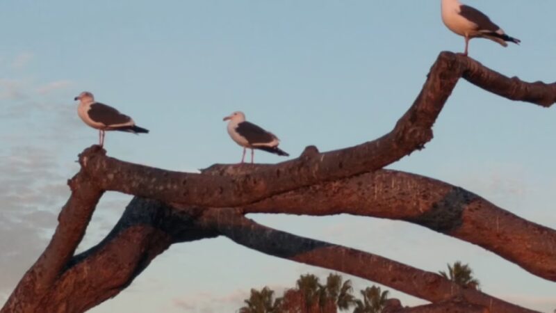Kellogg Park - La Jolla, CA