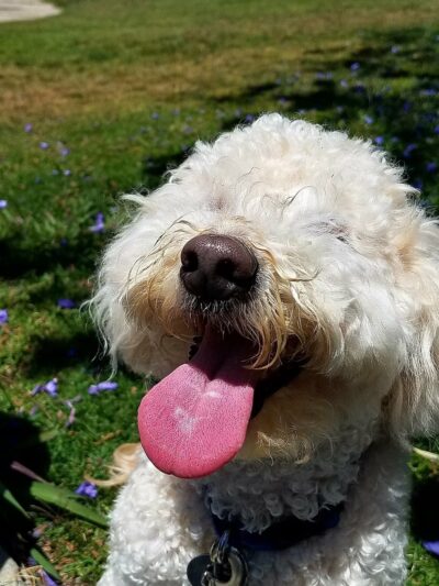 Starkey park - La Jolla, CA