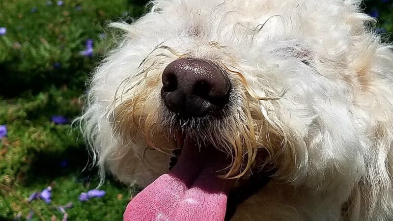 Starkey park - La Jolla, CA