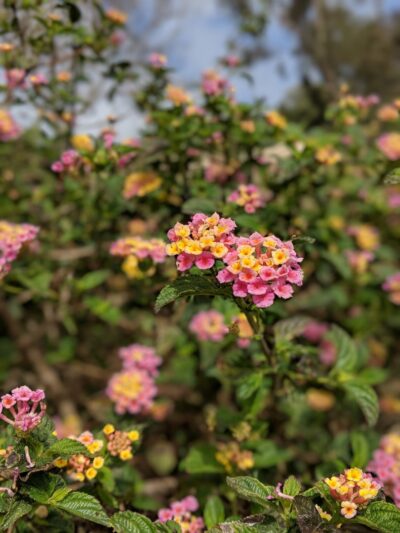 Starkey park - La Jolla, CA