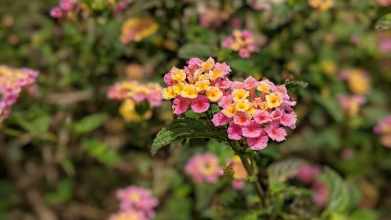 Starkey park - La Jolla, CA