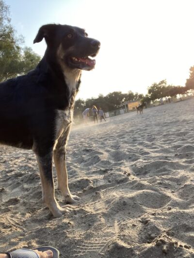 Canine Corners Dog Park - La Mesa, CA