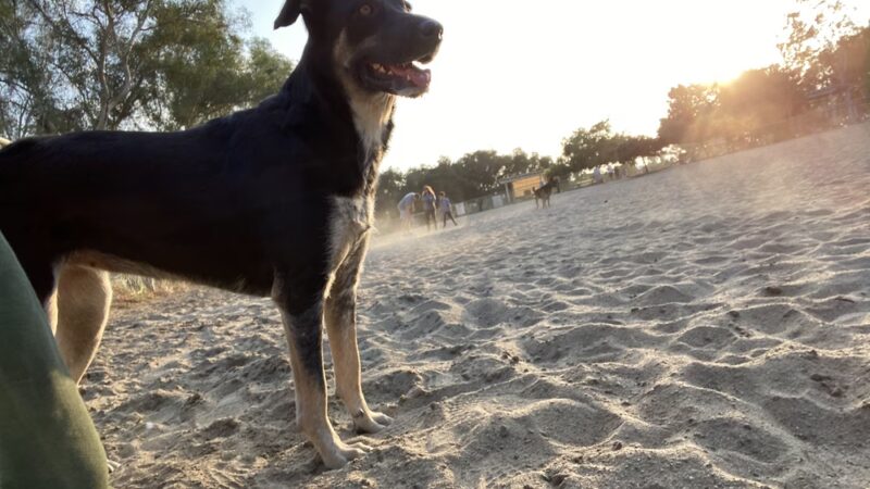 Canine Corners Dog Park - La Mesa, CA