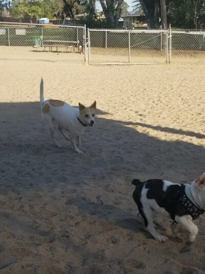 Canine Corners Dog Park - La Mesa, CA