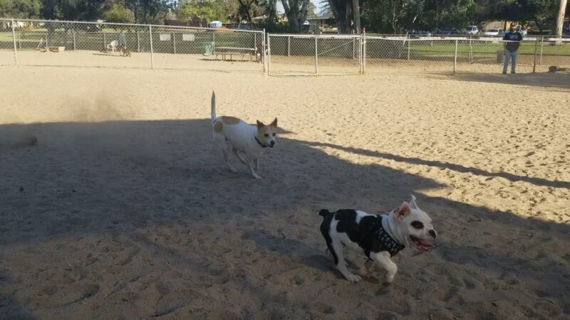 Canine Corners Dog Park - La Mesa, CA