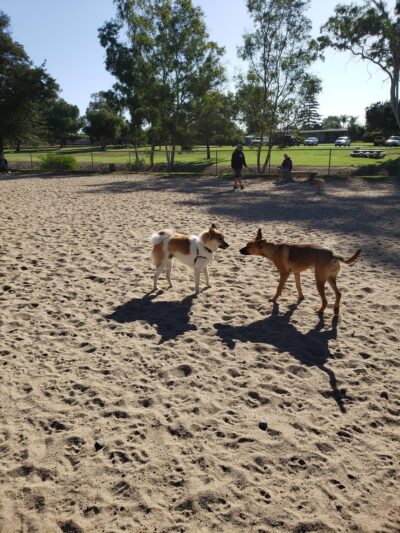Canine Corners Dog Park - La Mesa, CA