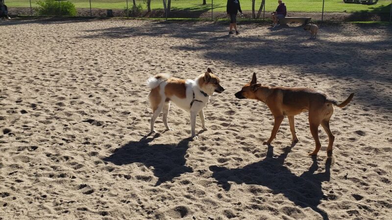 Canine Corners Dog Park - La Mesa, CA