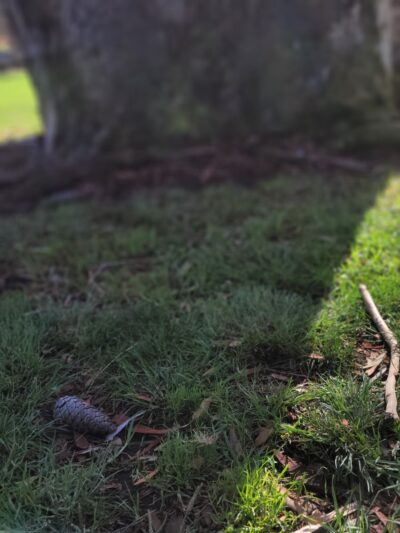 Canine corners parking - La Mesa, CA