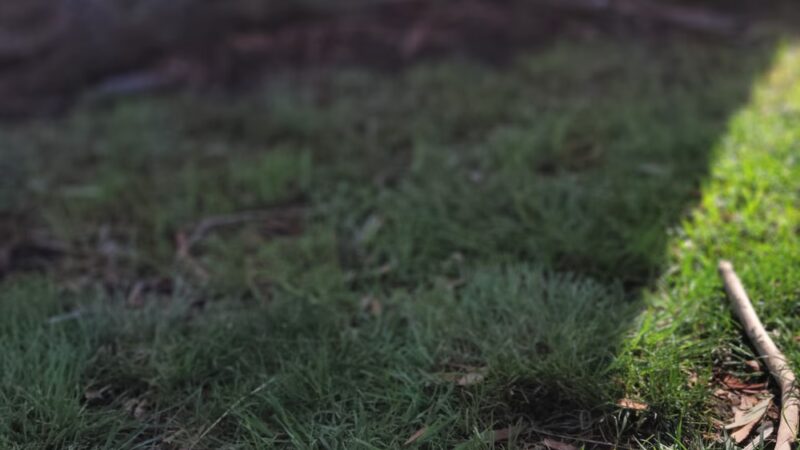 Canine corners parking - La Mesa, CA