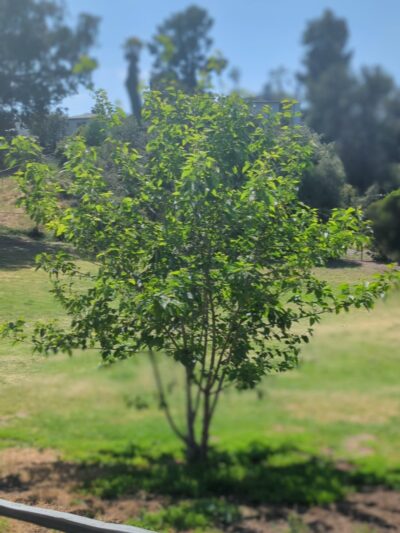 MacArthur Park - La Mesa, CA