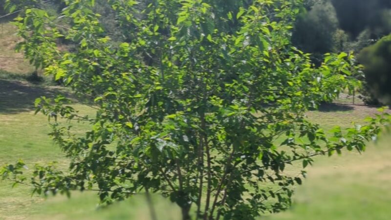 MacArthur Park - La Mesa, CA