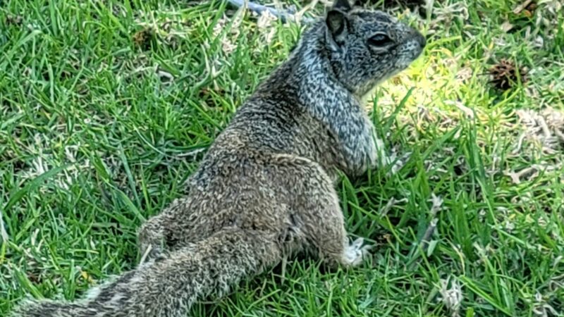 La Mirada Creek Park - La Mirada, CA