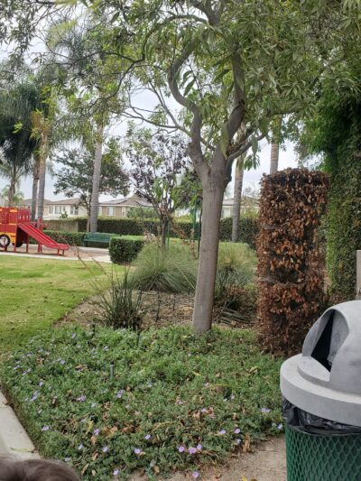 Denni Street Park - La Palma, CA