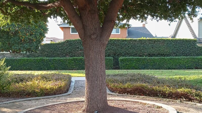 El Rancho Verde Park - La Palma, CA