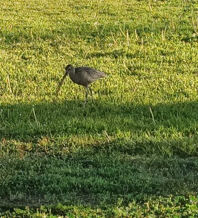 El Rancho Verde Park - La Palma, CA