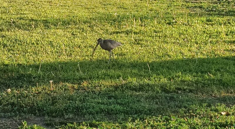 El Rancho Verde Park - La Palma, CA