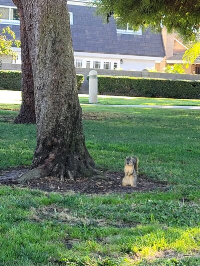 El Rancho Verde Park - La Palma, CA