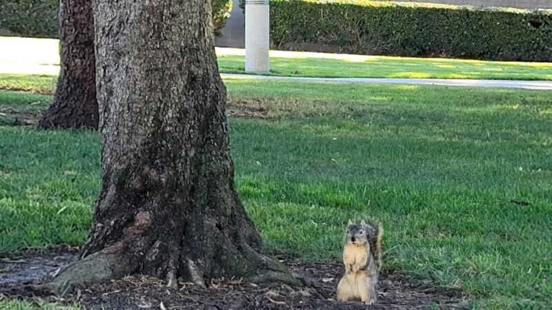 El Rancho Verde Park - La Palma, CA