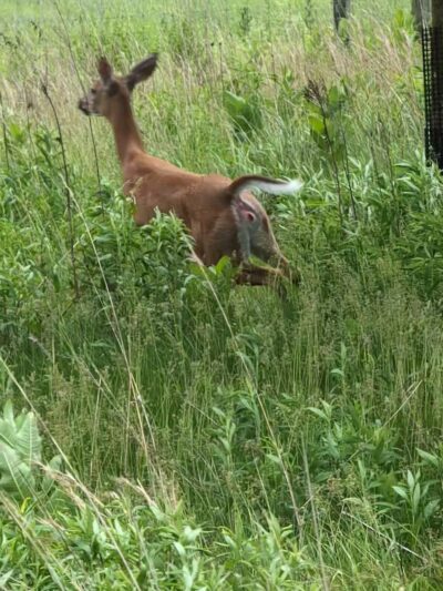 Dixon Meadow Preserve - Dixon Meadow House - Lafayette Hill, PA