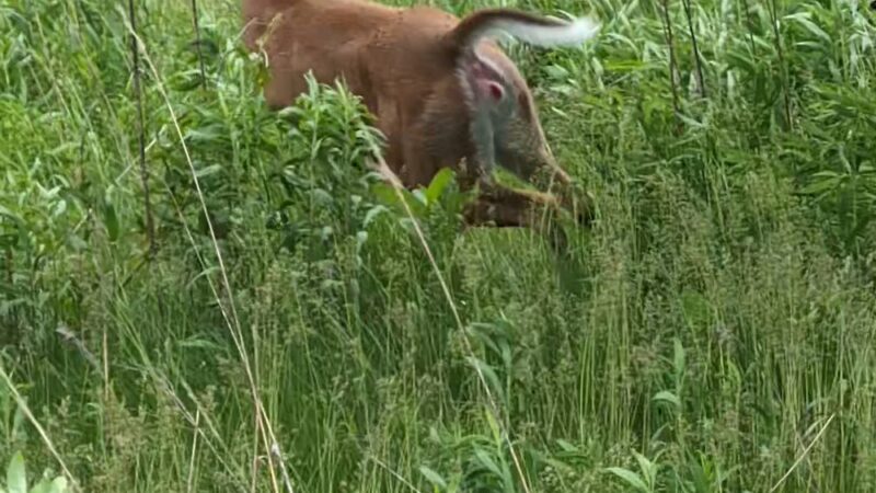 Dixon Meadow Preserve - Dixon Meadow House - Lafayette Hill, PA