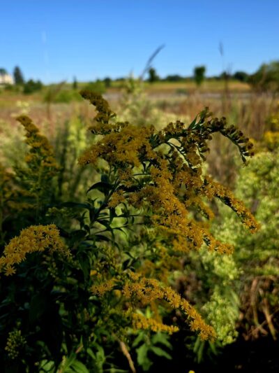 Dixon Meadow Preserve - Dixon Meadow House - Lafayette Hill, PA