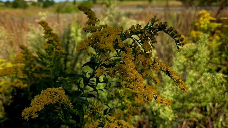 Dixon Meadow Preserve - Dixon Meadow House - Lafayette Hill, PA