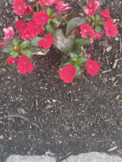 Whitemarsh Township Parks and Recreation - Lafayette Hill, PA