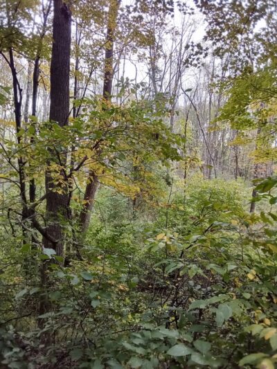 Paulinskill Valley Trail Parking - Lafayette Township, NJ