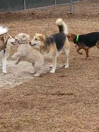 Laguna Niguel Pooch Park - Laguna Niguel, CA