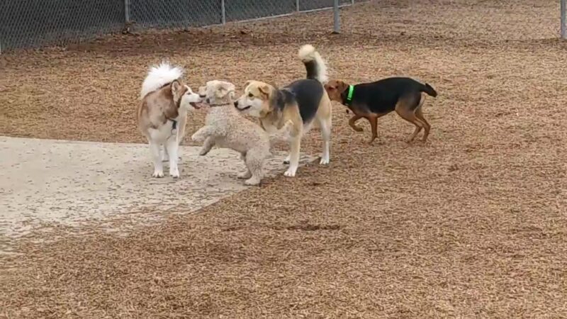 Laguna Niguel Pooch Park - Laguna Niguel, CA