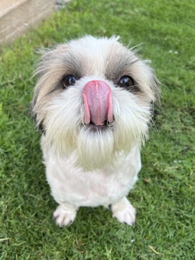 Lahaina Recreation Center Dog Park - Lahaina, HI