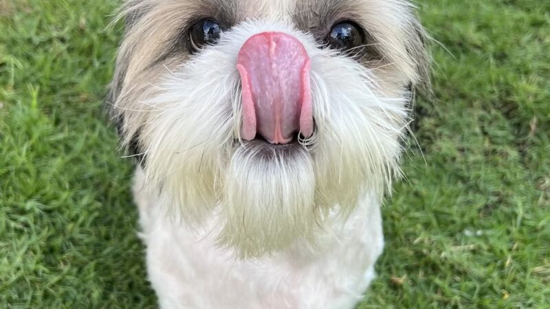 Lahaina Recreation Center Dog Park - Lahaina, HI
