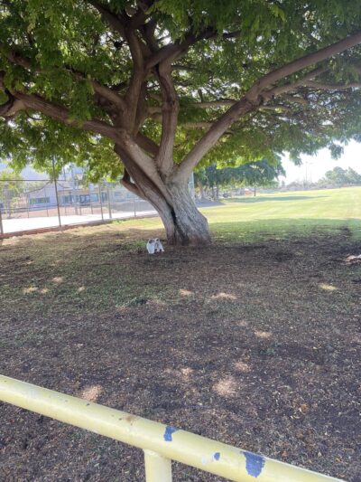 Lahaina Recreation Center Dog Park - Lahaina, HI