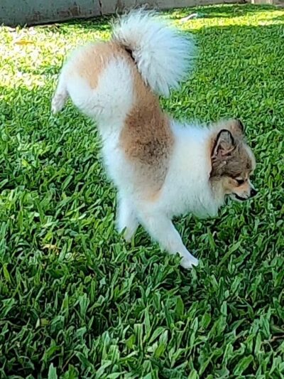 Honoapiilani Dog Park - Lahaina, HI