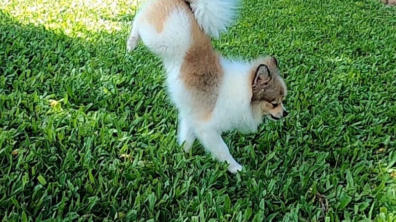 Honoapiilani Dog Park - Lahaina, HI