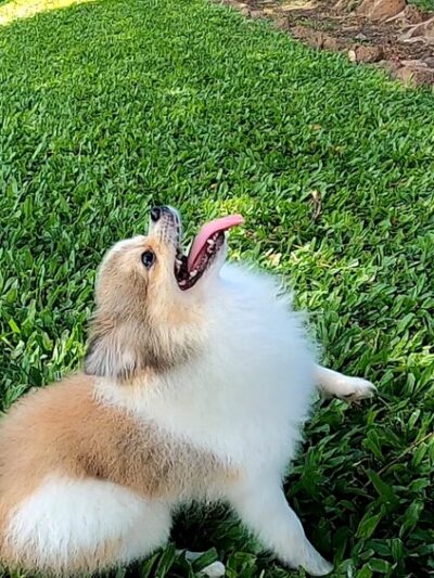 Honoapiilani Dog Park - Lahaina, HI