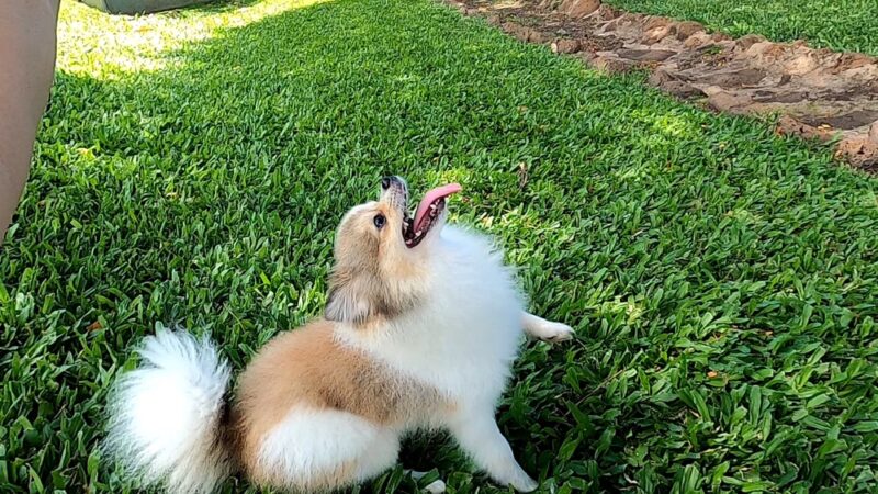 Honoapiilani Dog Park - Lahaina, HI