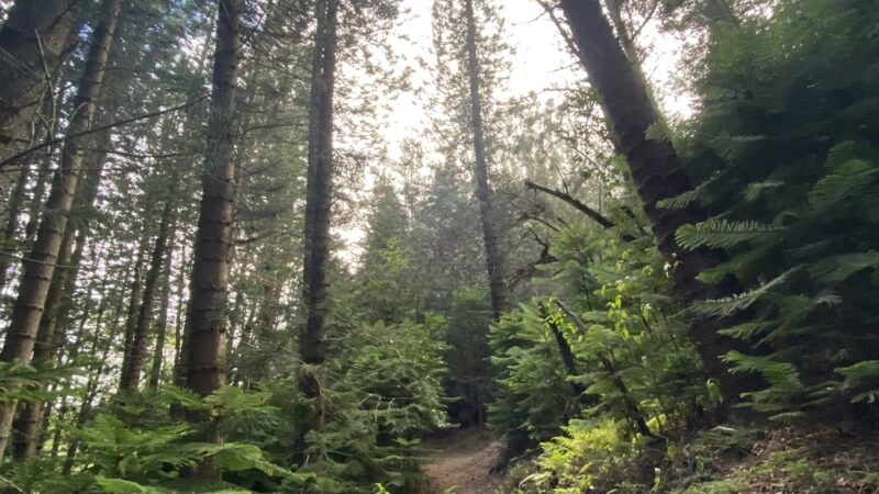 Hauʻula Forest Reserve - Laie, HI