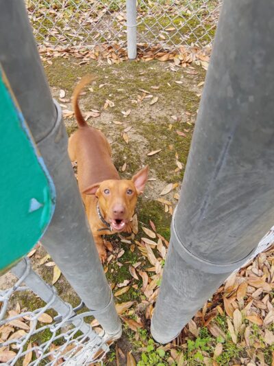 Dog Park - Lake Charles, LA