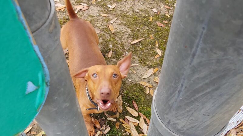 Dog Park - Lake Charles, LA