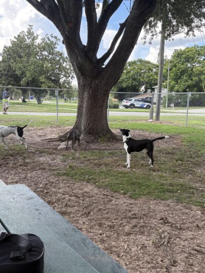 Doc. Haromy Dog Park - Lake Wales, FL