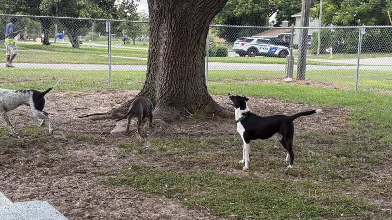 Doc. Haromy Dog Park - Lake Wales, FL