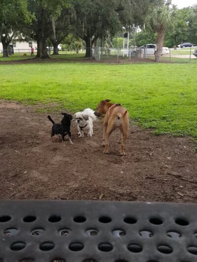 Doc. Haromy Dog Park - Lake Wales, FL