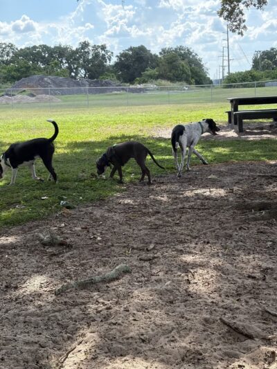Doc. Haromy Dog Park - Lake Wales, FL