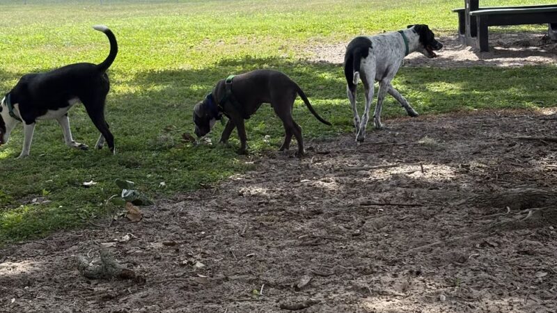 Doc. Haromy Dog Park - Lake Wales, FL