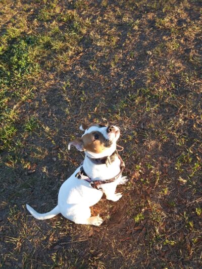 Doc. Haromy Dog Park - Lake Wales, FL