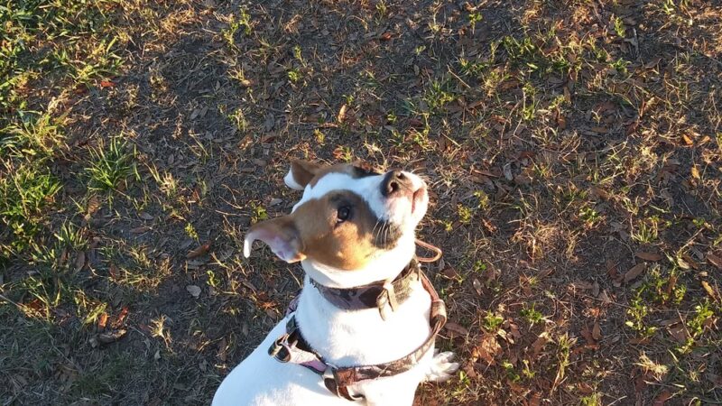 Doc. Haromy Dog Park - Lake Wales, FL
