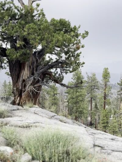 Mono Hot Springs Campground - Lakeshore, CA