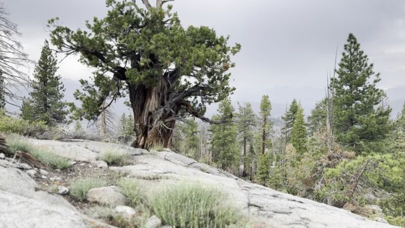 Mono Hot Springs Campground - Lakeshore, CA